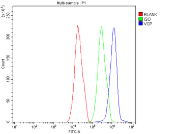 VCP Rabbit Polyclonal Antibody