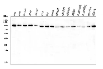 VCP Rabbit Polyclonal Antibody