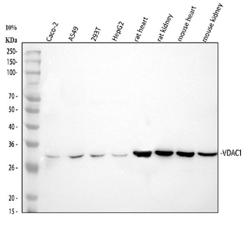 VDAC/Porin/VDAC1 Rabbit Polyclonal Antibody