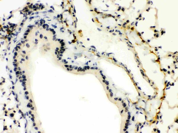 XBP1 Rabbit Polyclonal Antibody