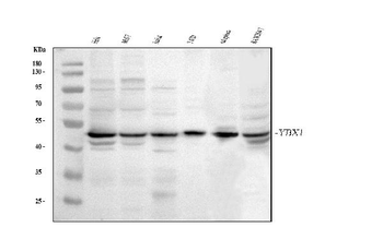 YB1/YBX1 Rabbit Polyclonal Antibody