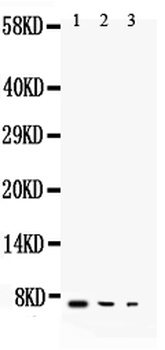 TGF alpha/TGFA Rabbit Polyclonal Antibody