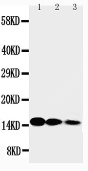 Interleukin-3 IL3 Rabbit Polyclonal Antibody