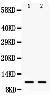 Eotaxin 3/CCL26 Rabbit Polyclonal Antibody