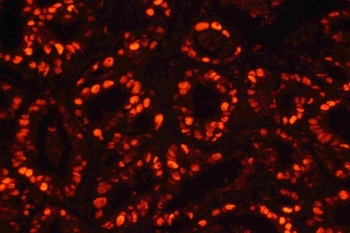Goat Mouse IgG (H+L) Secondary Antibody (Cy3)