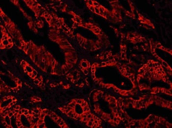 Goat Mouse IgG (H+L) Secondary Antibody (Cy3)