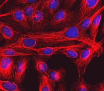 Goat Mouse IgG (H+L) Secondary Antibody (Cy3)