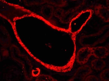 Goat Rabbit IgG (H+L) Secondary Antibody (Cy3)