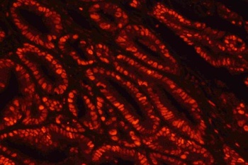 Goat Rabbit IgG (H+L) Secondary Antibody (Cy3)