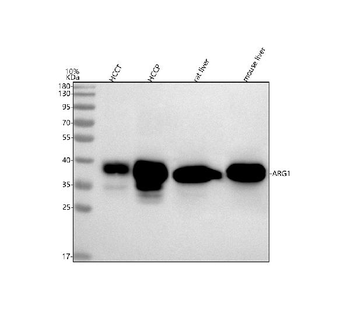 liver Arginase/ARG1 Rabbit Polyclonal Antibody