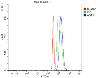 Aquaporin 1/AQP1 Rabbit Polyclonal Antibody