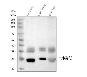 Aquaporin 1/AQP1 Rabbit Polyclonal Antibody