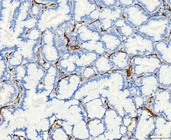 Aquaporin 1/AQP1 Rabbit Polyclonal Antibody