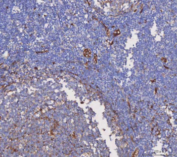Aquaporin 1/AQP1 Rabbit Polyclonal Antibody