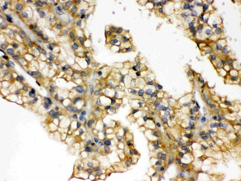 Aquaporin 2/AQP2 Rabbit Polyclonal Antibody