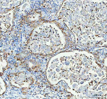 Aquaporin 4/AQP4 Rabbit Polyclonal Antibody