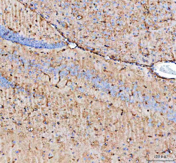 Aquaporin 4/AQP4 Rabbit Polyclonal Antibody