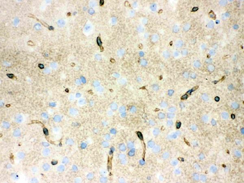 Aquaporin 4/AQP4 Rabbit Polyclonal Antibody