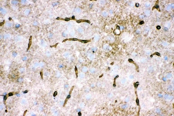 Aquaporin 4/AQP4 Rabbit Polyclonal Antibody