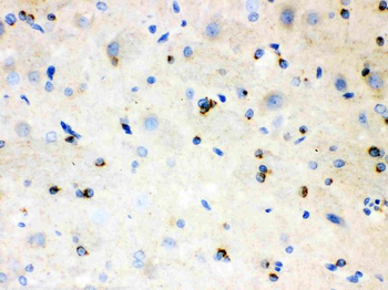 APLP1 Rabbit Polyclonal Antibody