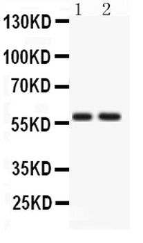 ATG14L Rabbit Polyclonal Antibody
