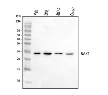 BAK/BAK1 Rabbit Polyclonal Antibody