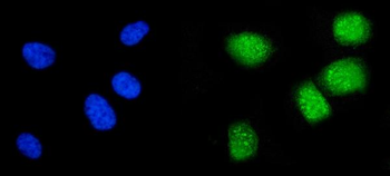 Cyclin A1/CCNA1 Rabbit Polyclonal Antibody