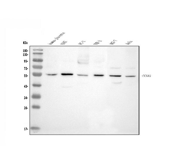 Cyclin A1/CCNA1 Rabbit Polyclonal Antibody
