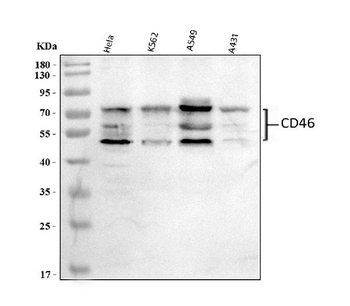CD46 Rabbit Polyclonal Antibody