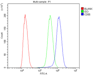 CD55 Rabbit Polyclonal Antibody