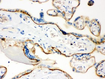 CD55 Rabbit Polyclonal Antibody