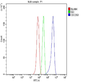 Cdc25B Rabbit Polyclonal Antibody