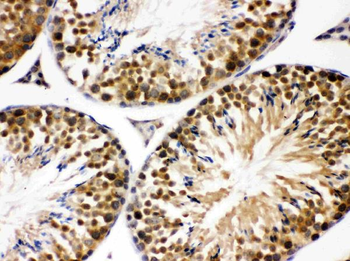 JAB1/COPS5 Rabbit Polyclonal Antibody