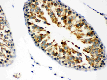 JAB1/COPS5 Rabbit Polyclonal Antibody