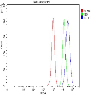 CTCF Rabbit Polyclonal Antibody