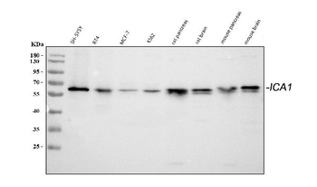 ICA1 Rabbit Polyclonal Antibody