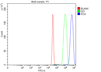 ITCH/AIP4 Rabbit Polyclonal Antibody