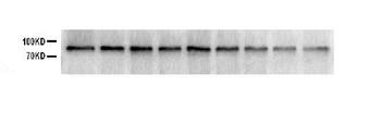 SOX5 Rabbit Polyclonal Antibody