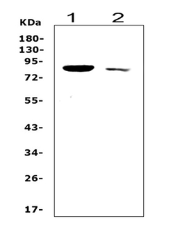 SOX5 Rabbit Polyclonal Antibody