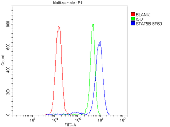 STAT5b Rabbit Polyclonal Antibody