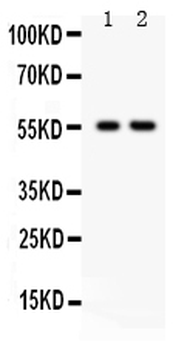 TRAF2 Rabbit Polyclonal Antibody