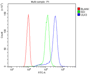 ULK3 Rabbit Polyclonal Antibody
