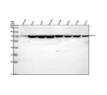 Ku70/XRCC6 Rabbit Polyclonal Antibody