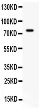 IL7 Rabbit Polyclonal Antibody