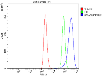 BAG2 Rabbit Polyclonal Antibody