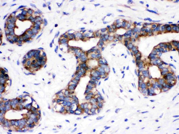 Cdc6 Rabbit Polyclonal Antibody
