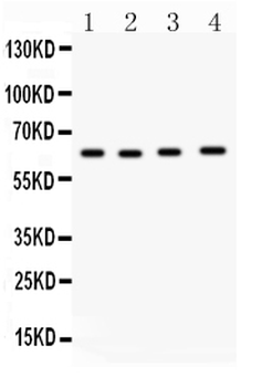 Cdc6 Rabbit Polyclonal Antibody