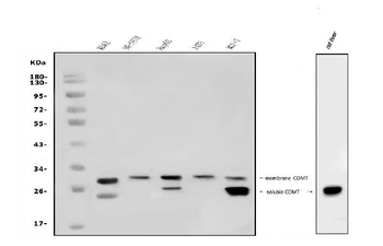 COMT Rabbit Polyclonal Antibody