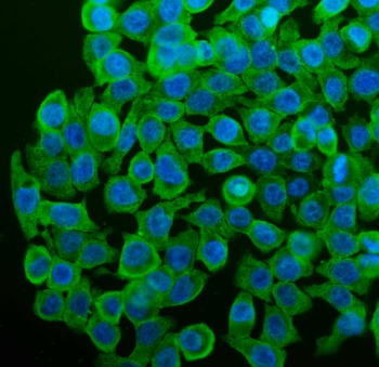 Cytochrome P450 1A1/CYP1A1 Rabbit Polyclonal Antibody