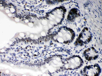 Daxx Rabbit Polyclonal Antibody